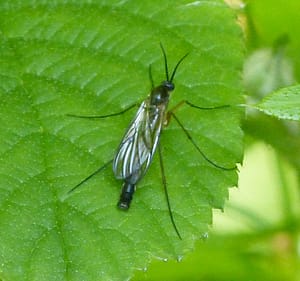gnat on a plant